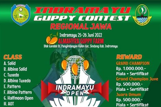 Kontes-Guppy-Indramayu-01.jpg
