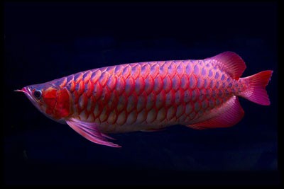Mengenal-Beberapa-Jenis-Ikan-Arwana-1.jpg